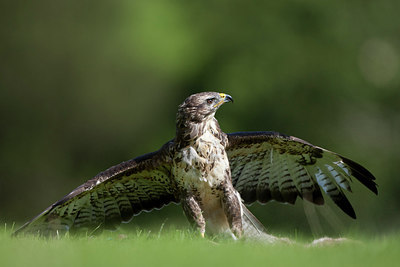 BUITEN BEELD Foto: 269886
