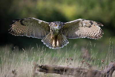 BUITEN BEELD Foto: 269892