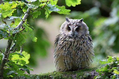 BUITEN BEELD Foto: 269905