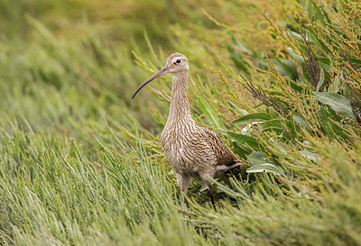 BUITEN BEELD Foto: 269949