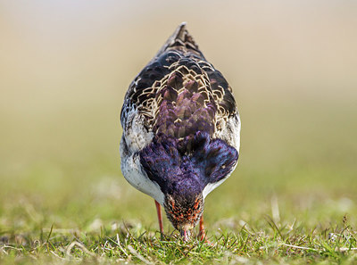 BUITEN BEELD Foto: 269951