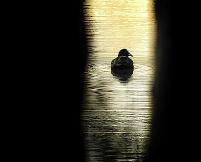 BUITEN BEELD Foto: 269960