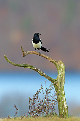BUITEN BEELD Foto: 269984