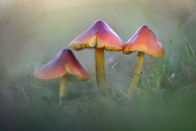 BUITEN BEELD Foto: 270000