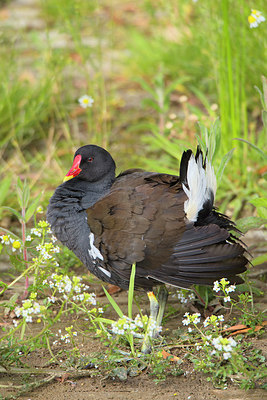 BUITEN BEELD Foto: 270020