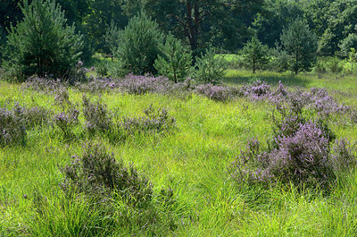 BUITEN BEELD Foto: 270042