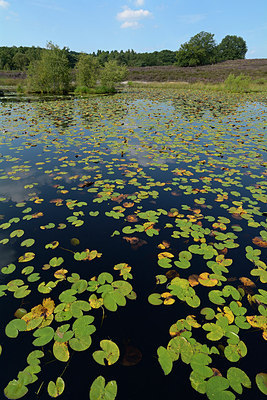 BUITEN BEELD Foto: 270045