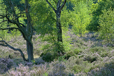 BUITEN BEELD Foto: 270047