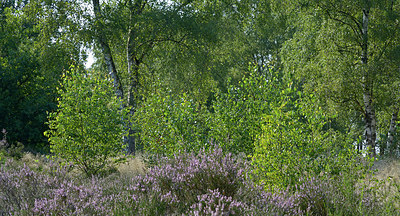 BUITEN BEELD Foto: 270048