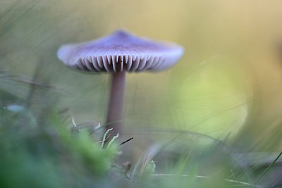 BUITEN BEELD Foto: 270054