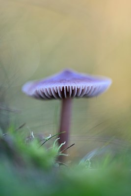 BUITEN BEELD Foto: 270055