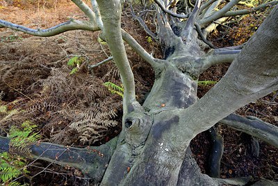 BUITEN BEELD Foto: 270056