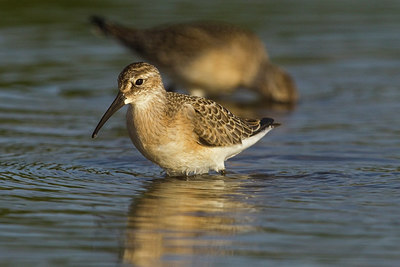 BUITEN BEELD Foto: 270075