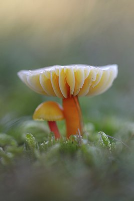 BUITEN BEELD Foto: 270082