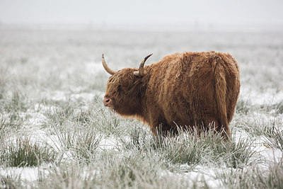 BUITEN BEELD Foto: 270100