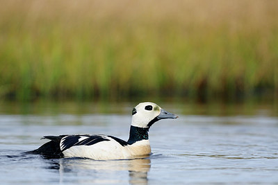 BUITEN BEELD Foto: 270115