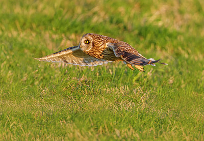 BUITEN BEELD Foto: 270132