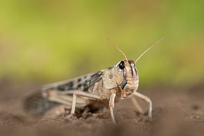 BUITEN BEELD Foto: 270236