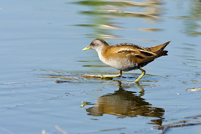 BUITEN BEELD Foto: 270270