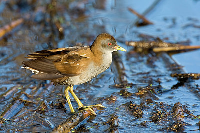 BUITEN BEELD Foto: 270274