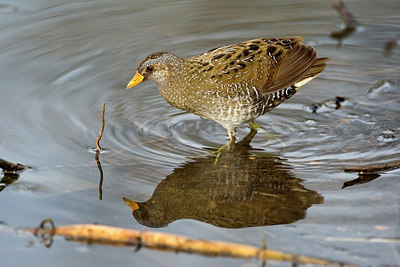 BUITEN BEELD Foto: 270278