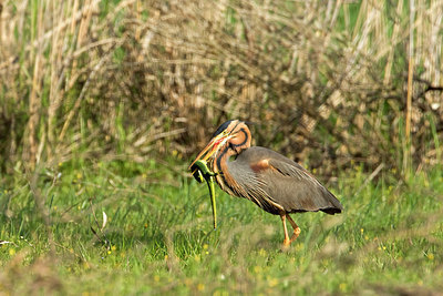BUITEN BEELD Foto: 270279