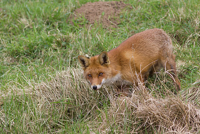 BUITEN BEELD Foto: 270289