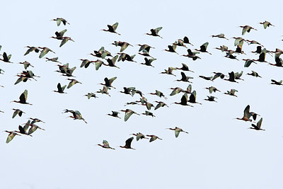 BUITEN BEELD Foto: 270296