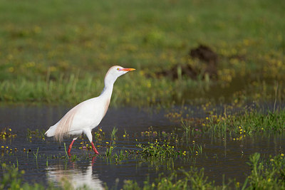 BUITEN BEELD Foto: 270315
