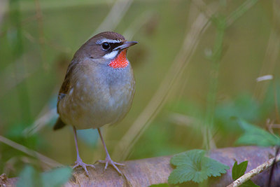 BUITEN BEELD Foto: 270332