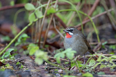 BUITEN BEELD Foto: 270333