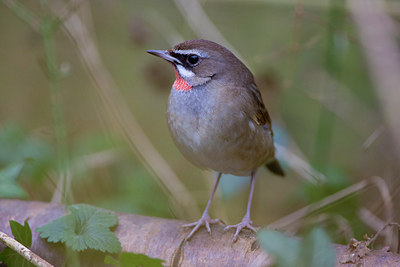 BUITEN BEELD Foto: 270334
