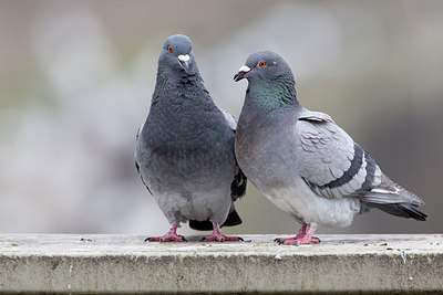 BUITEN BEELD Foto: 270364