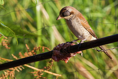 BUITEN BEELD Foto: 270493