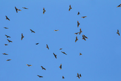 BUITEN BEELD Foto: 270502