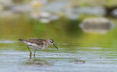 BUITEN BEELD Foto: 270505