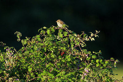 BUITEN BEELD Foto: 270508