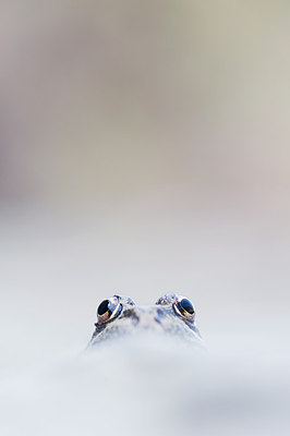 BUITEN BEELD Foto: 270510