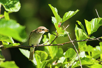 BUITEN BEELD Foto: 270512