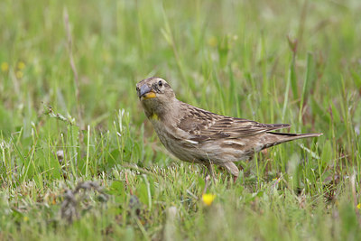 BUITEN BEELD Foto: 270520