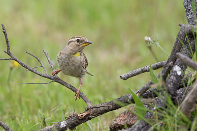 BUITEN BEELD Foto: 270521