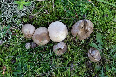 BUITEN BEELD Foto: 270551