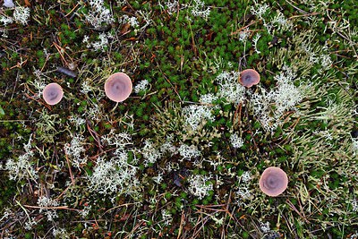 BUITEN BEELD Foto: 270553