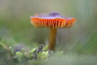 BUITEN BEELD Foto: 270559