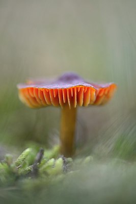 BUITEN BEELD Foto: 270560