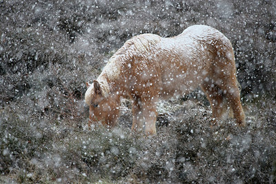 BUITEN BEELD Foto: 270594