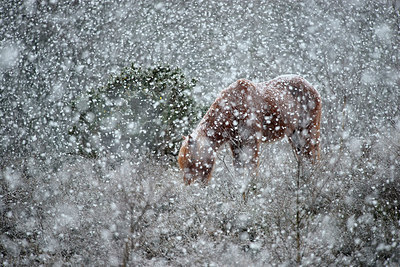 BUITEN BEELD Foto: 270598
