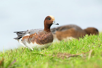 BUITEN BEELD Foto: 270610