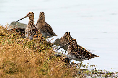 BUITEN BEELD Foto: 270612