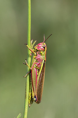 BUITEN BEELD Foto: 270620